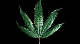 Timeline: Should Weed be Legalized?