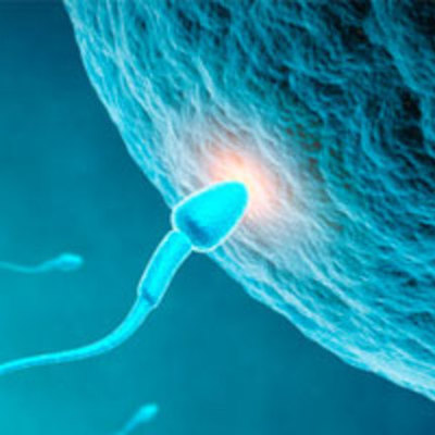 Timeline: Desarrollo Embrionario - 560 (CYER)