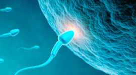 Timeline: Desarrollo Embrionario - 560 (CYER)