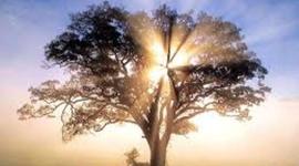 Timeline: LINEA DE TIEMPO TERAPIAS NATURALES