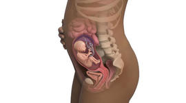 Timeline: Funciones del Lenguaje