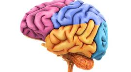 Timeline:  ¿De dónde viene y para dónde va el cerebro?