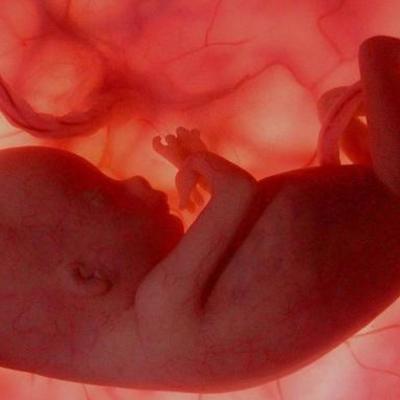 Timeline: DESARROLLO EMBRIONARIO