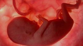 Timeline: DESARROLLO EMBRIONARIO