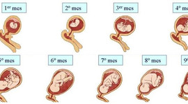 Timeline: DESARROLLO EMBRIONARIO