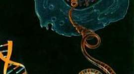 Timeline: HISTORIA DE LA BIOLOGIA