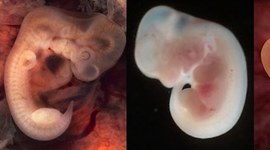 Timeline: Desarrollo embrionario