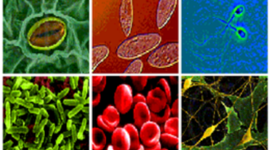 Timeline: Historia de la biologia (epoca moderna)