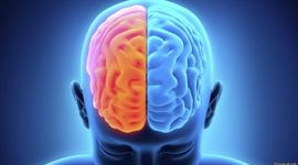 Timeline: ¿De dónde viene y para dónde va el cerebro?