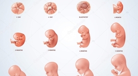Timeline: Desarrollo Embrionario