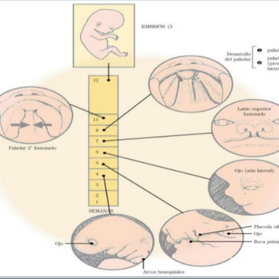 Timeline: Embriologá Sistema Estomatognático