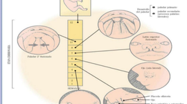 Timeline: Embriologá Sistema Estomatognático