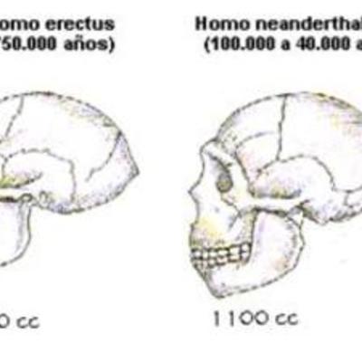 Timeline: Evolución cerebro
