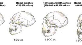 Timeline: Evolución cerebro