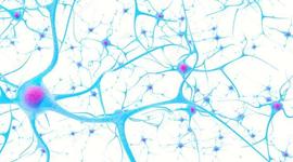 Timeline: EVOLUCIÓN DEL CEREBRO