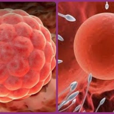 Timeline: Desarrollo embrionario