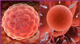 Timeline: Desarrollo embrionario