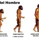 Historia de la evolucion del hombre