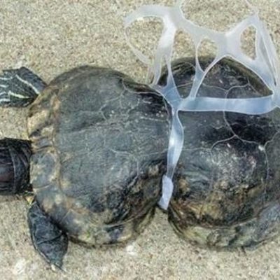 Timeline: Problemática ambiental: consumo y producción.