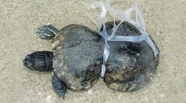 Timeline: Problemática ambiental: consumo y producción.