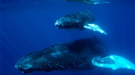 Timeline: The Return of My Dad