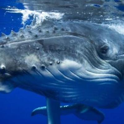 Timeline: The Day I make a New Friend