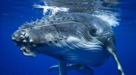 Timeline: The Day I make a New Friend