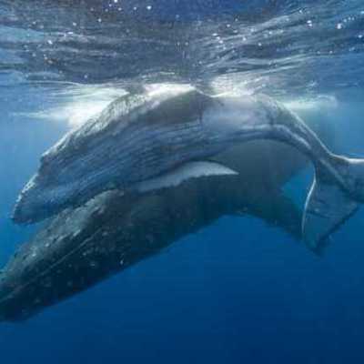 Timeline: The Day of Whale Watchers