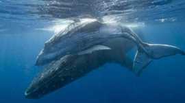 Timeline: The Day of Whale Watchers