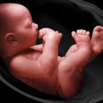Timeline: Fetal Development