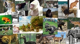 Timeline: Especies extintas