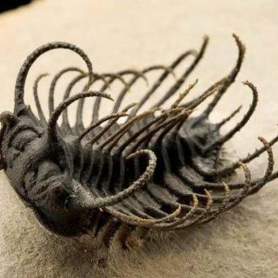 Timeline: Leo Baker Geometric Timeline