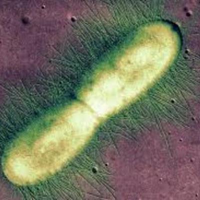 Timeline: Historia de la microbiología