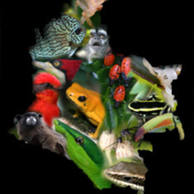 Timeline: Problemática Ambiental en Colombia y el Mundo