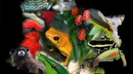 Timeline: Problemática Ambiental en Colombia y el Mundo