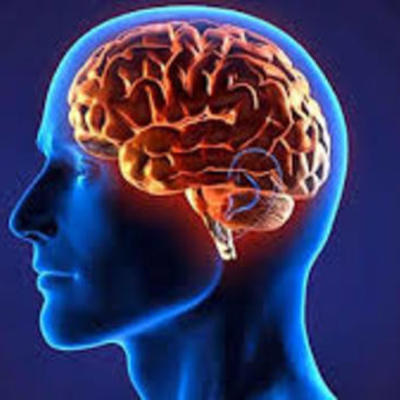 Timeline: ¿De dónde viene y para dónde va el cerebro?