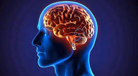 Timeline: ¿De dónde viene y para dónde va el cerebro?