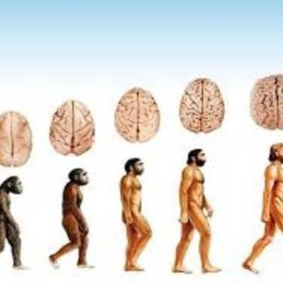 Timeline: LA EVOLUCIÓN DEL CEREBRO