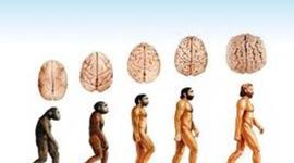 Timeline: LA EVOLUCIÓN DEL CEREBRO