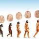 Evolucion cerebro