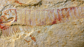 Timeline: ¿De dónde viene y para dónde va el cerebro?