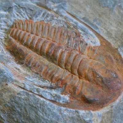 Timeline: Gabrielle's Geologic Timeline