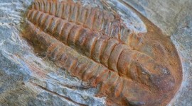 Timeline: Gabrielle's Geologic Timeline