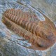 Trilobite
