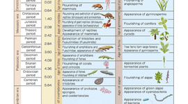 Timeline: Kayla F. Geologic Timeline