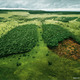 Wwf lungs
