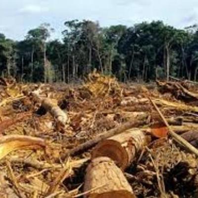 Timeline: problemática ambiental en Colombia
