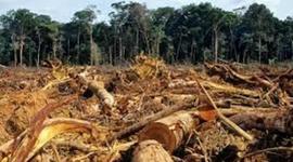 Timeline: problemática ambiental en Colombia