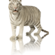 Whitetiger with reflection