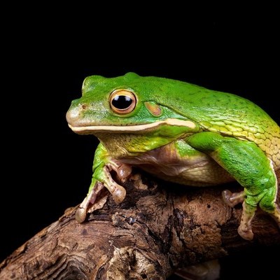 Timeline: Этимология слова "Лягушка"